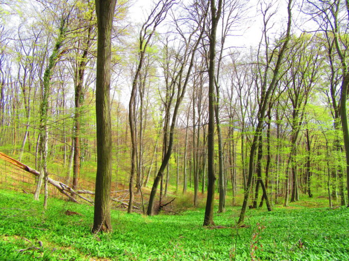 Walking to the TV Tower in Pecs