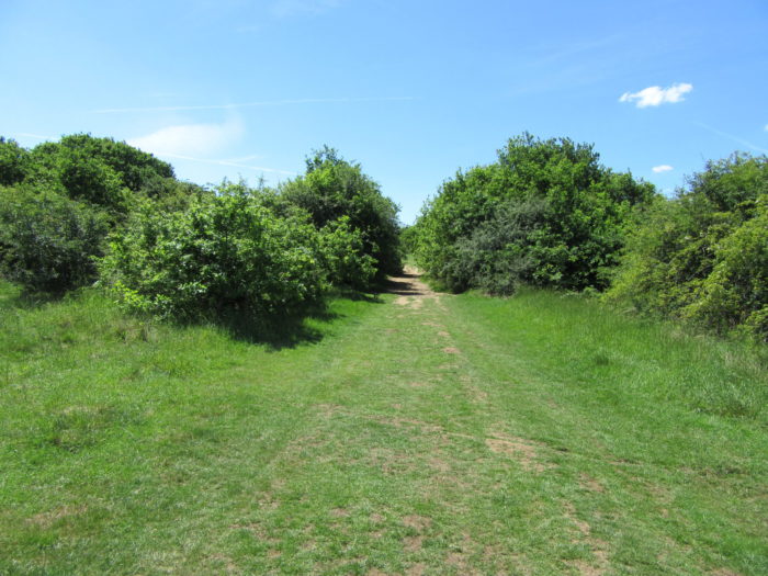 The start of this Epping Forest walk