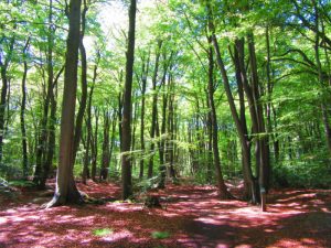 Epping Forest: The Perfect London Day Hike