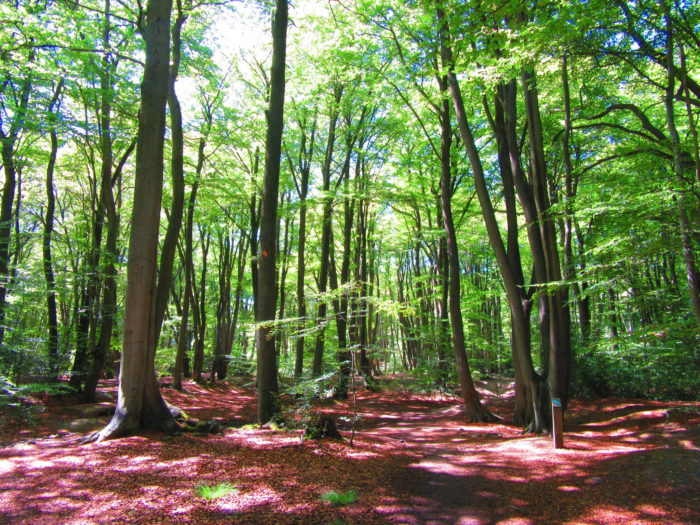 Epping Forest: The Perfect London Day Hike