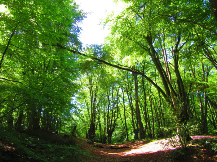 More beautiful forest in Epping Forest