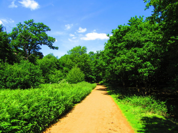 Path back to Chingford