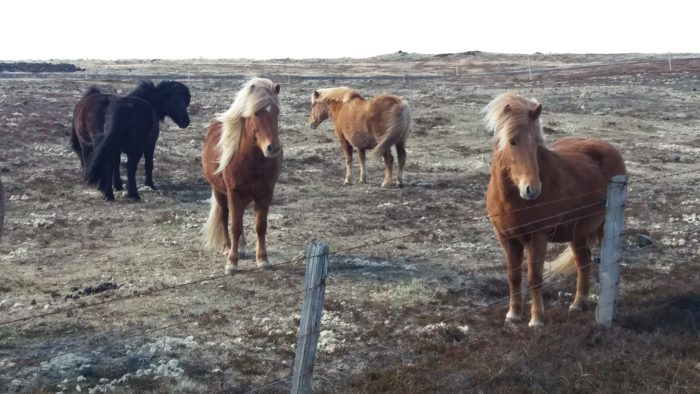 Sturdy Icelandic Horses