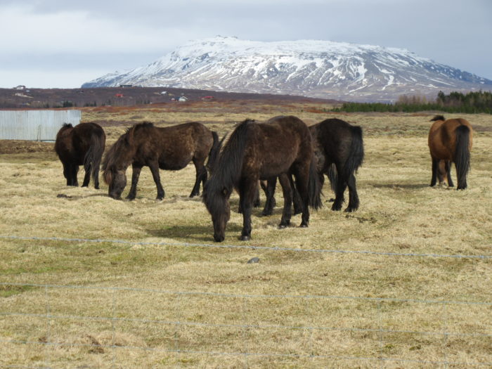 Icelandic horses in Iceland