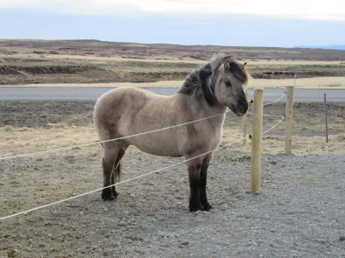 Horse Riding in South Iceland