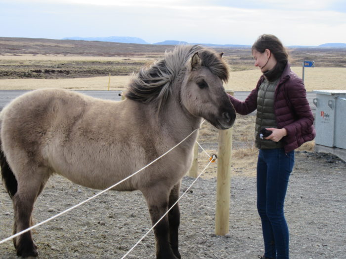 Patting Icelandic Horses!