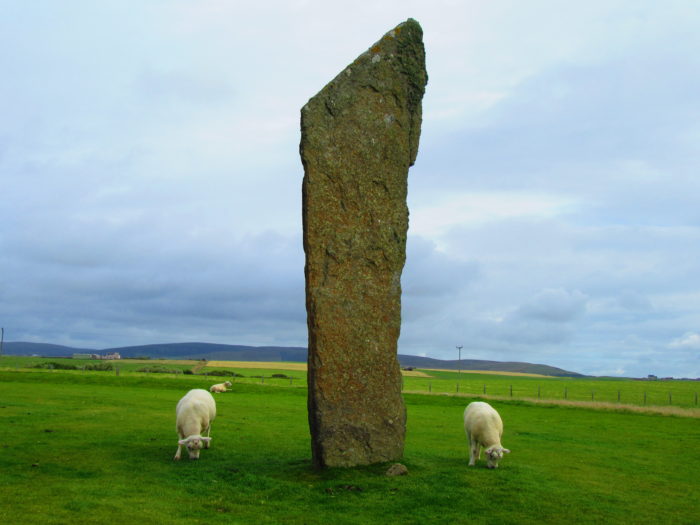 A megalith of the Standing Stones of Stenness surrounded by sheep in Orkney