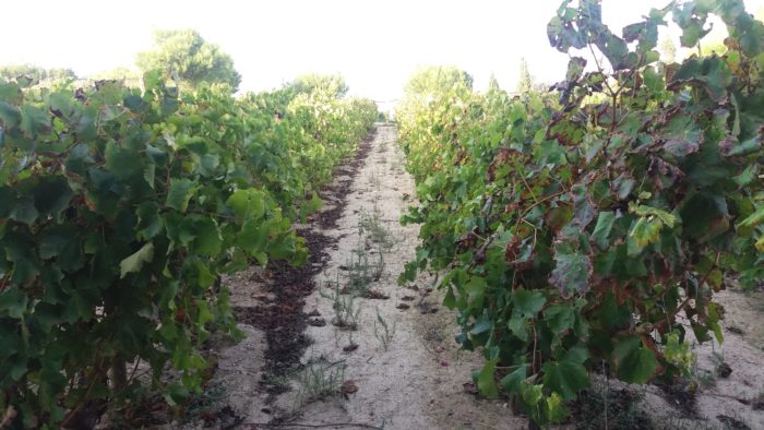 Vineyards at the Tal-Massar winery on Gozo