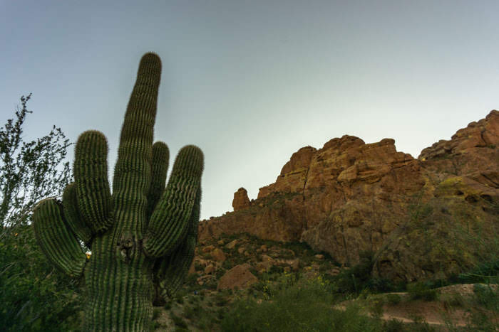 A Saguaro cactus at the base of Camelback Mountain in Phoenix