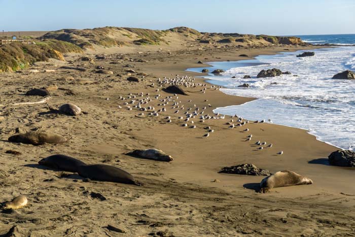 Elephant Seals relaxing on the beach!
