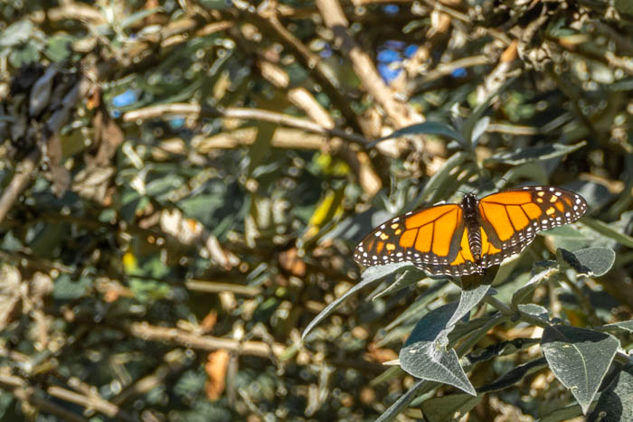 Monarch Butterfly Sanctuary