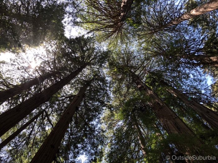 Muir Woods