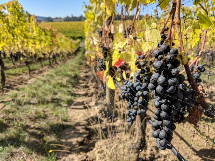 Willamette Valley vineyards