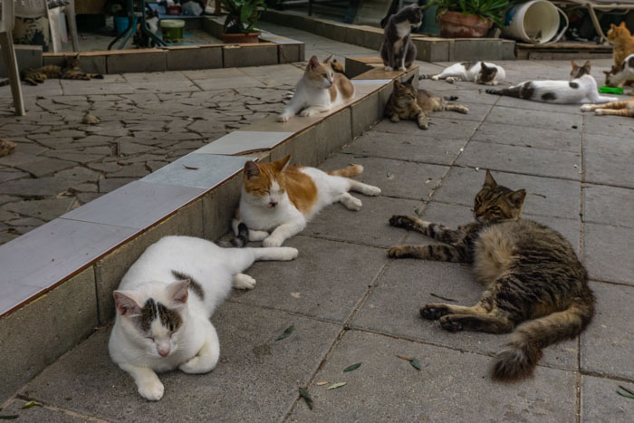 Just a few of the cats at Tala Monastery Cat Park