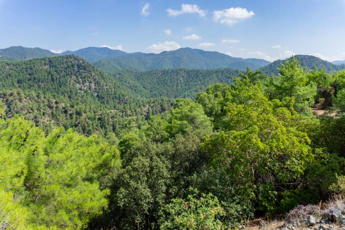 Paphos Forest