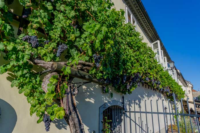 Old Vine House in Maribor