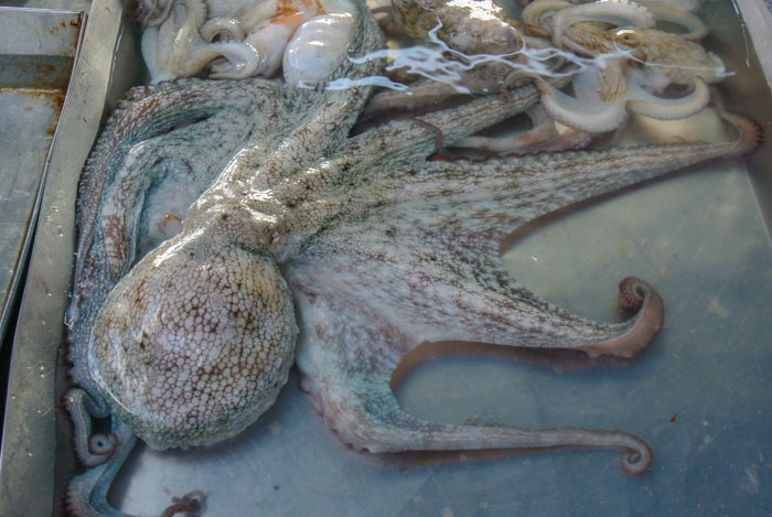 Marsaxlokk Fish Market