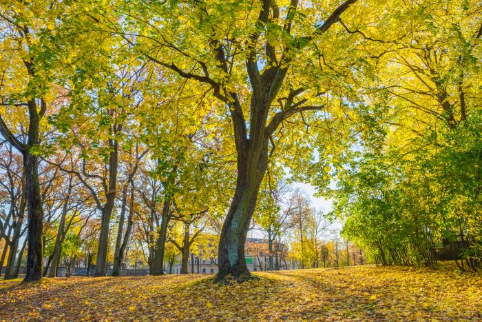 Arkadijas park in Āgenskalns
