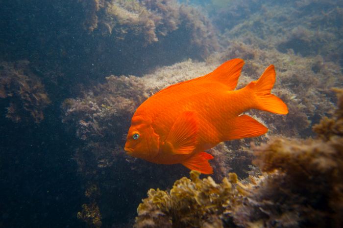 A Garibaldi Fish in the waters of Catalina Island