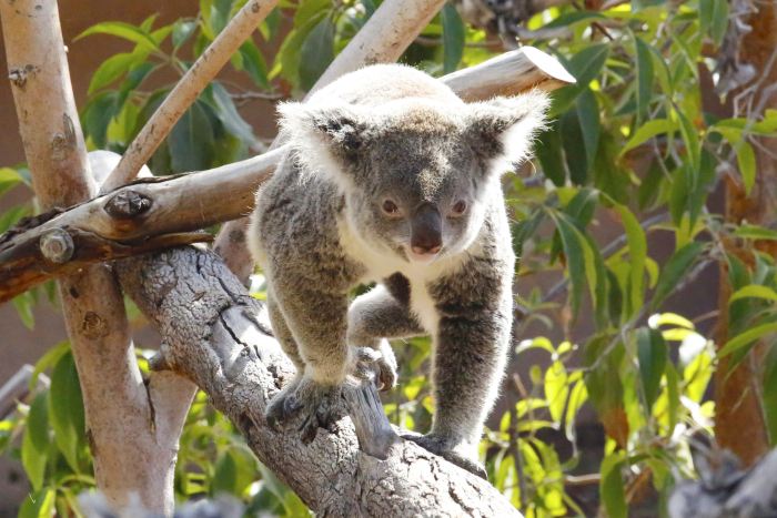 Koala in San Diego Zoo