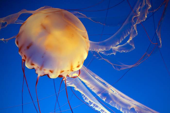 Jellyfish in Monterey Bay Aquarium