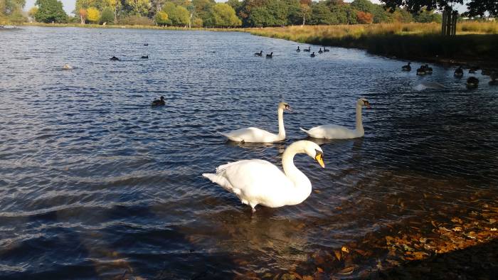Pen Ponds in Richmond Park