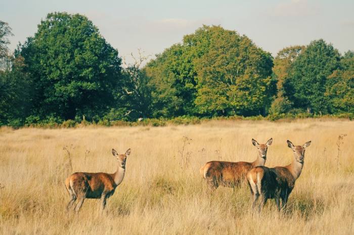 Iconic Deers of Richmond Park