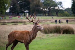 Spotting Deer in Richmond Park
