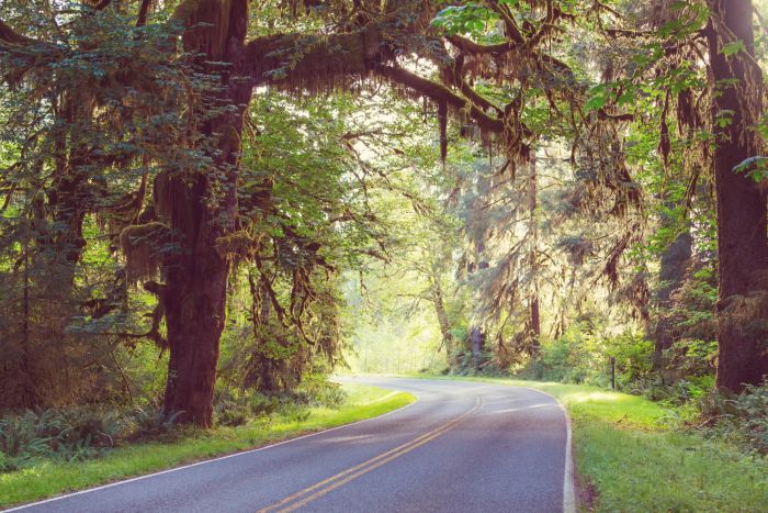 Driving through Olympic National Park