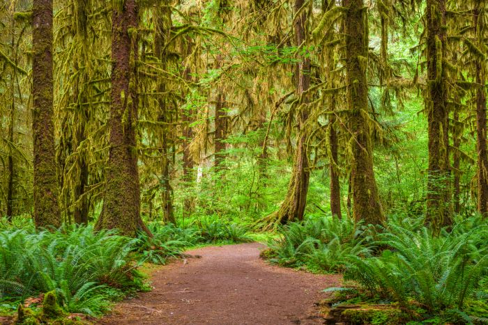 Hall of Mosses in Olympic National Park