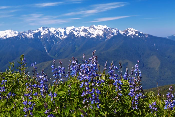 Hurricane Ridge in Olympic National Park