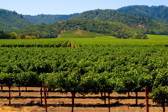 Vineyards in Napa Valley