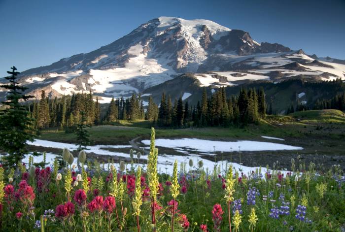 Paradise Overlook in Mount Rainier