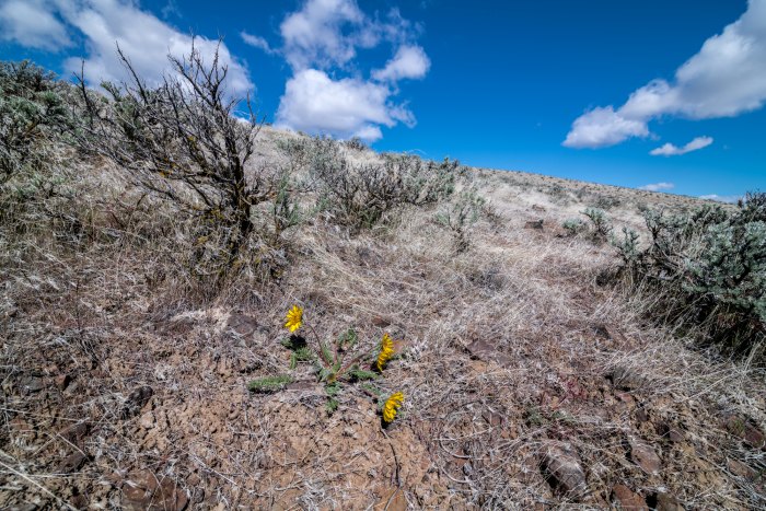 Ginkgo Petrified Forest