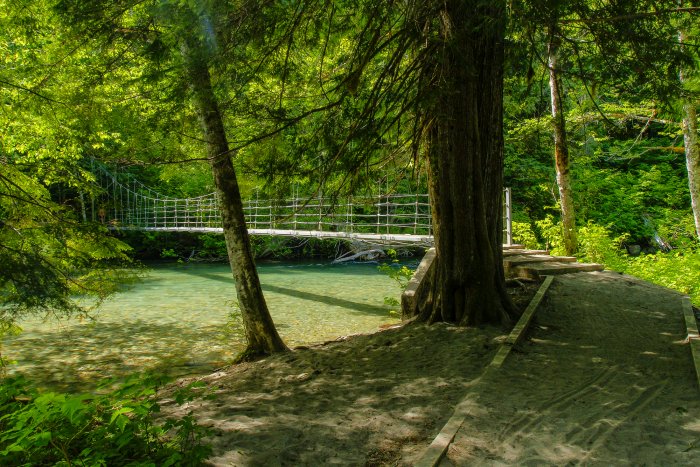 Grove of the Patriarchs in Mount Rainier
