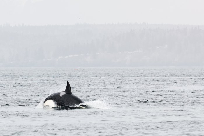 Whale watching in San Juan Island