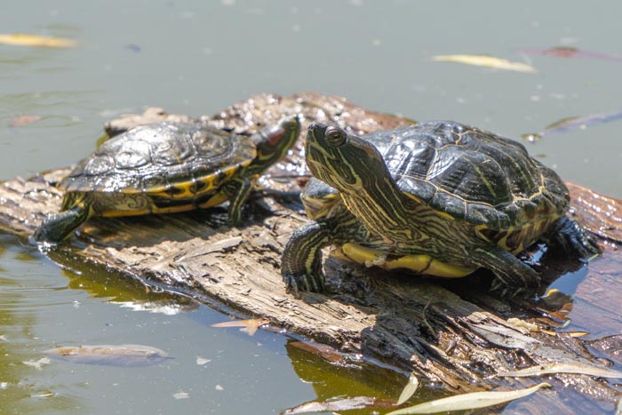 Spotting turtles in Dunavski Park