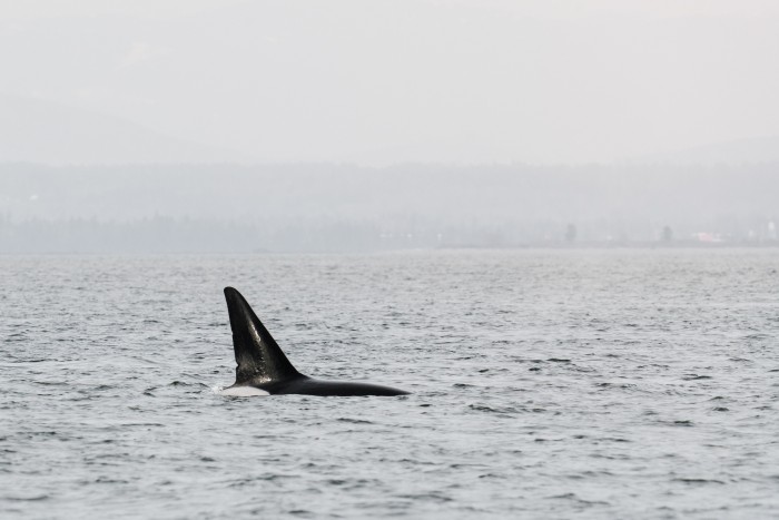 Whale Watching in Puget Sound