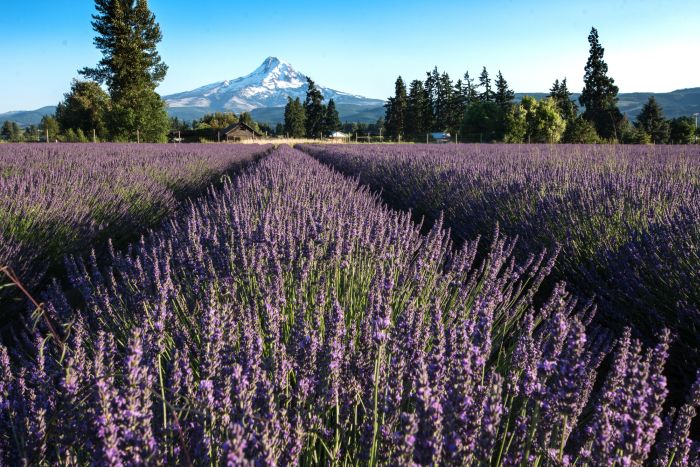 Lavender flowers near Mt. Hood