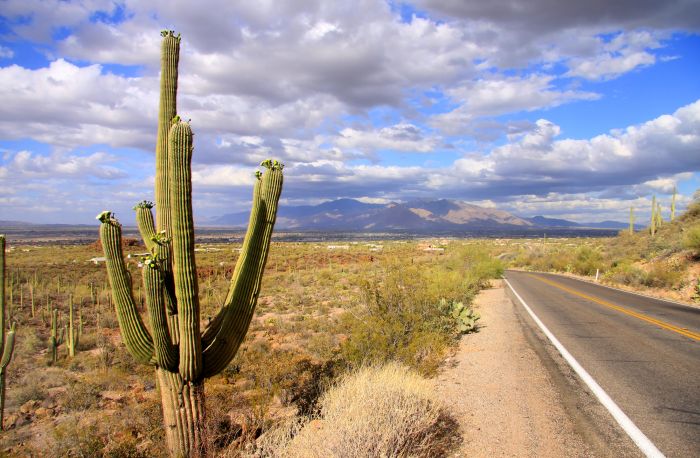 Saguaro just outside of Tucson