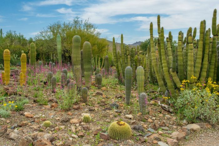 Sonoran Desert outside Tucson