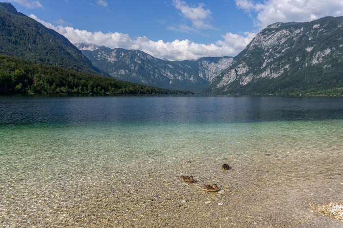 Ducks bobbing on Lake Bohinj
