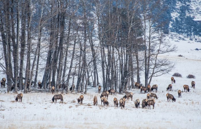 Elk Herd in Rocky Mountain National Park