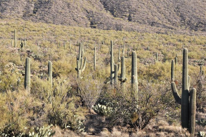 Hiking in Saguaro National Park