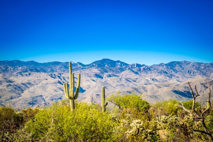 A view of Rincon Mountains surrounded by Saguaro Cactus