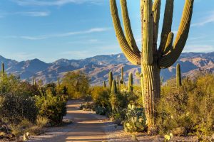 Beautiful Saguaro National Park