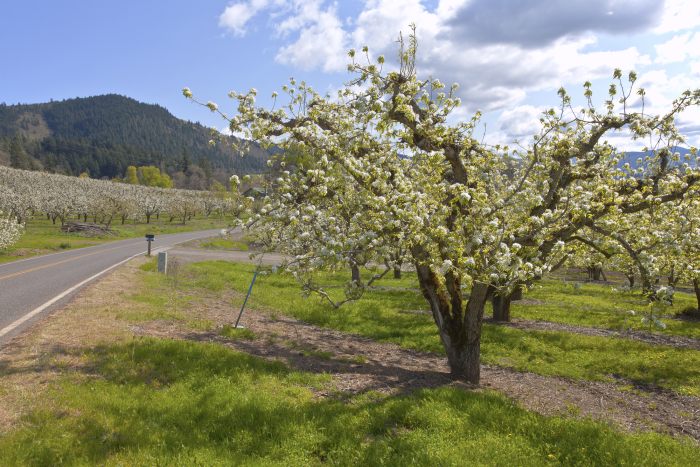 Apple orchards near Hood River