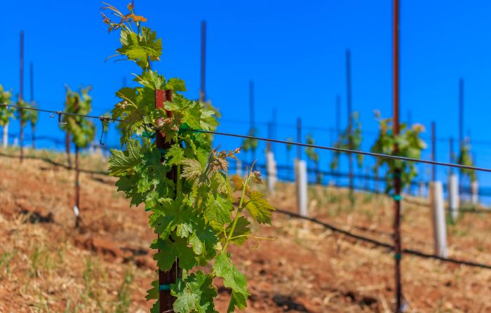 Old Grapevines in Sonoma