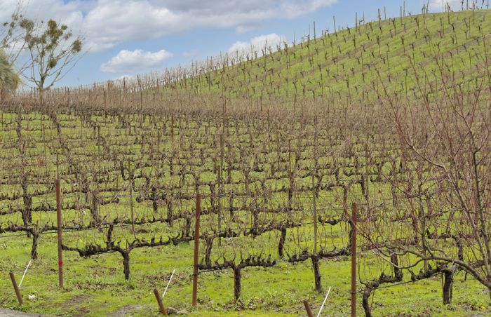 Sonoma Vineyard in Winter