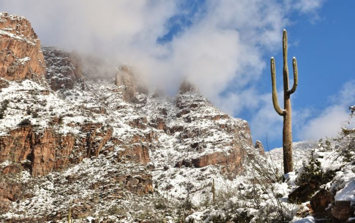Snow in the Sonoran Desert near Tucson